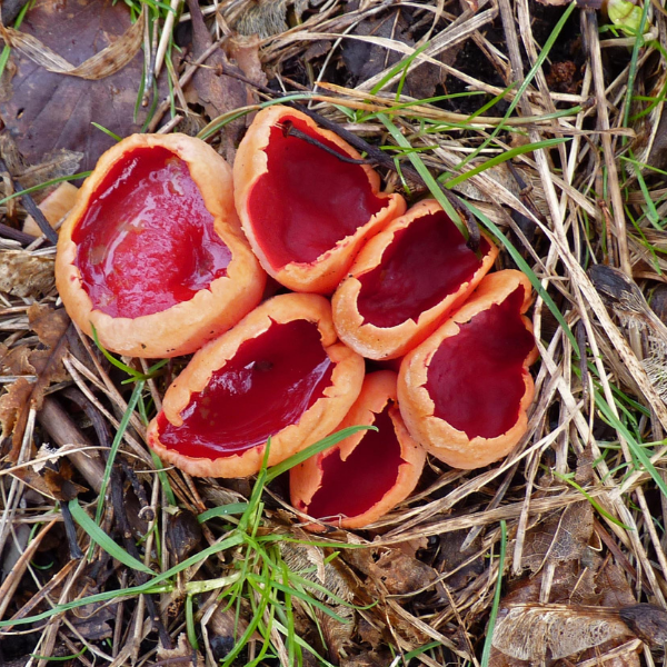 Scarlet Elf Cups