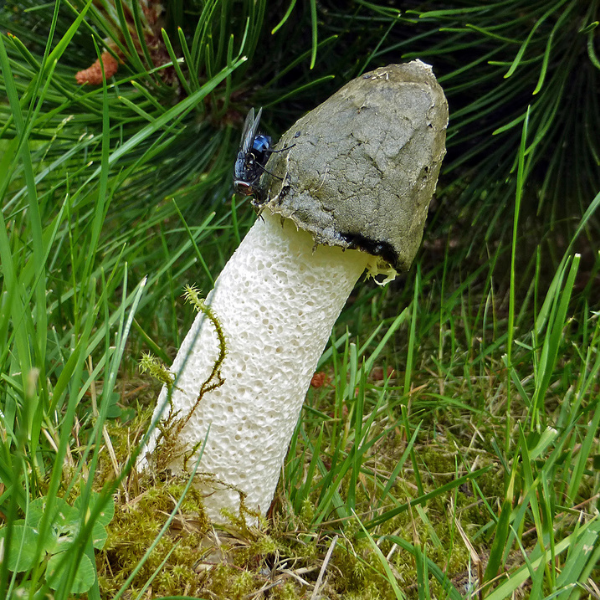 Stinkhorn