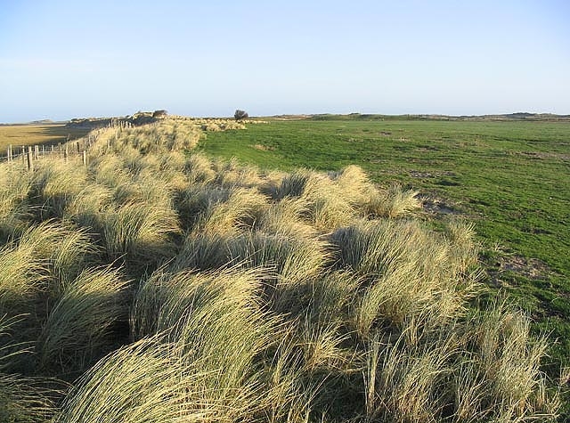 Marram grass cr/Walter Baxter
