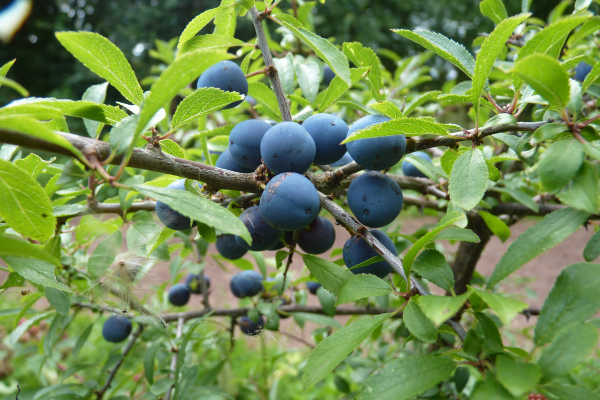 Sloes