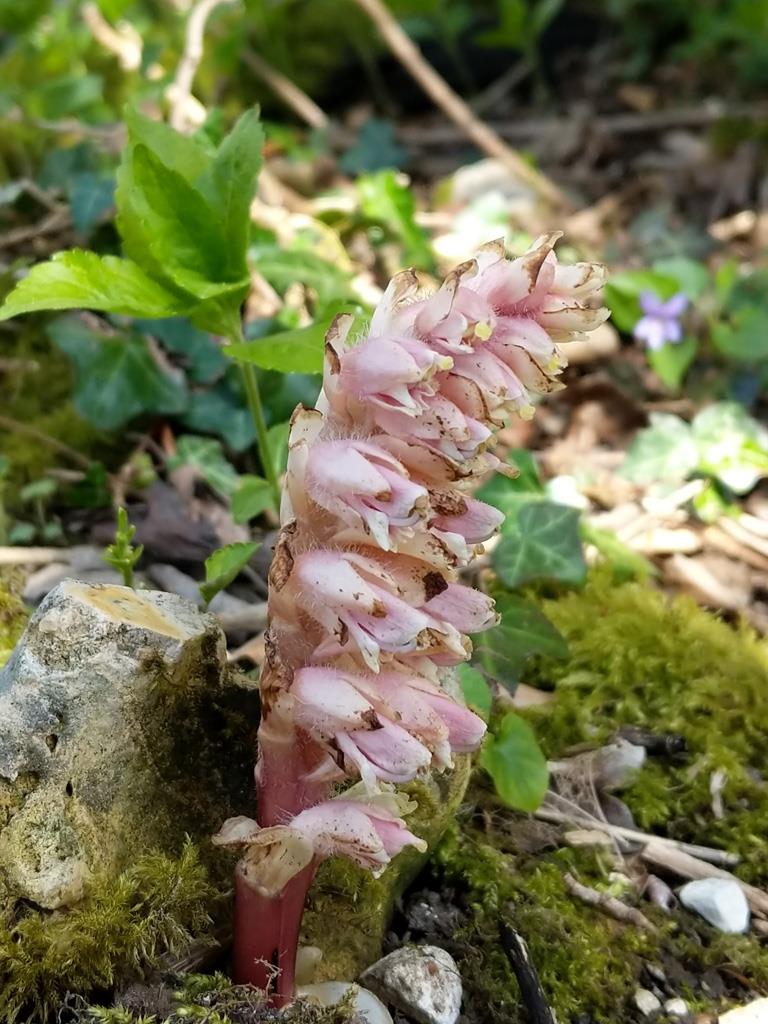 Toothwort credit Robin Webster
