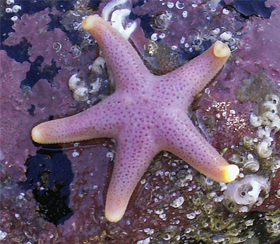 Bloody Henry starfish