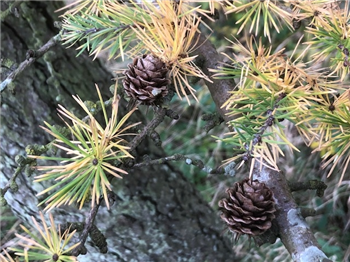 Ranger Writes cones and needles october 2026