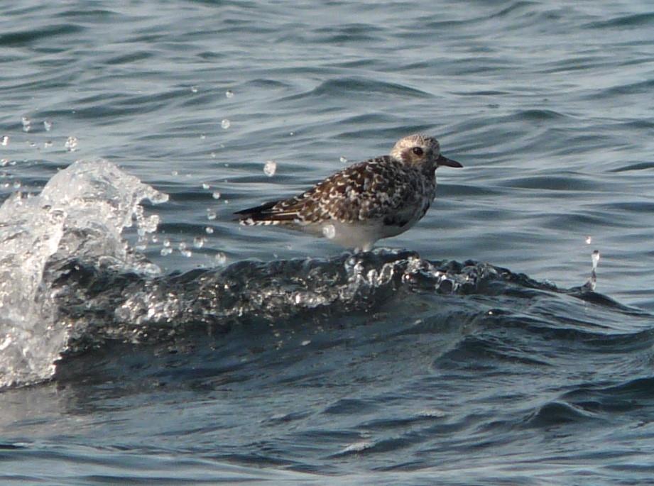 Winter plumage grey plover (credit Abbie Marland)
