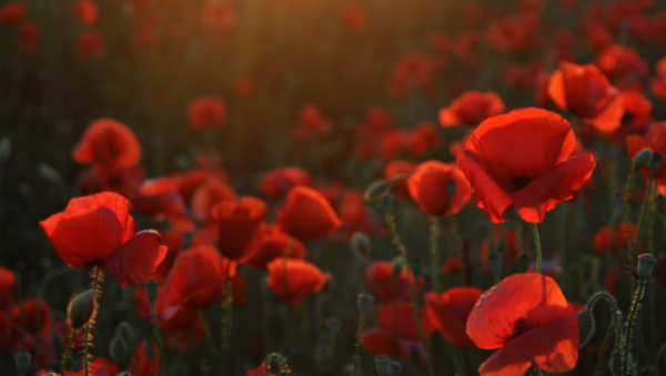 poppies