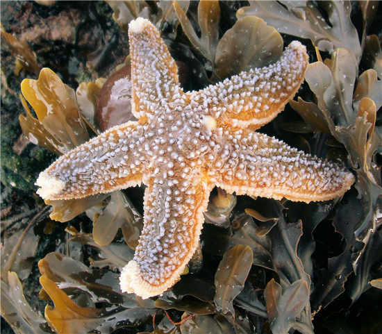 Common starfish