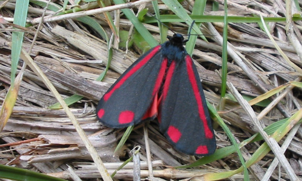 Cinnabar moth - adult