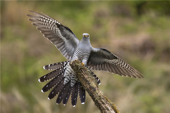 Cuckoo