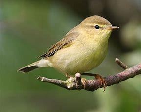 willow warbler