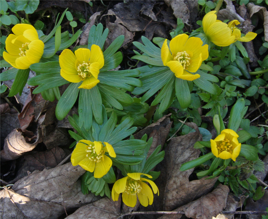 Winter aconite