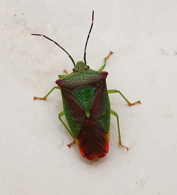 Haw Shieldbug credit Richard Croft geograph.org.uk