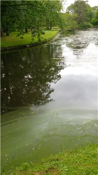 ble-green algae