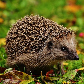 Hedgehog