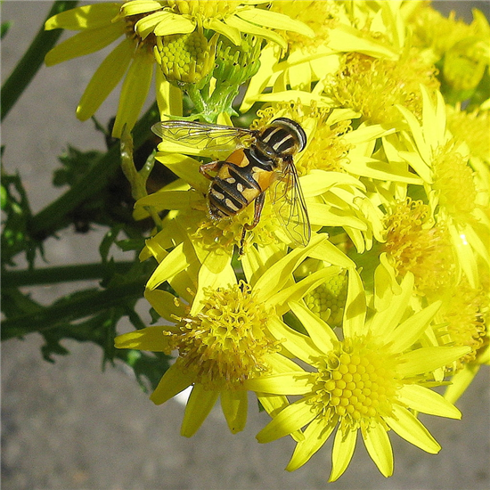 H pendulus