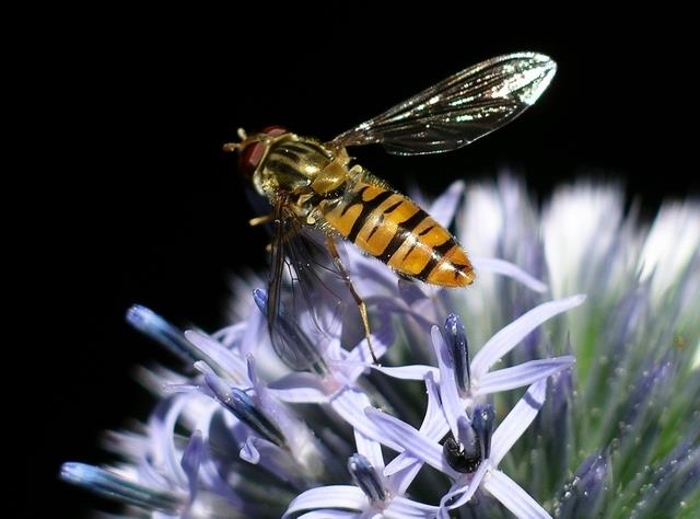 Marmalade hoverfly