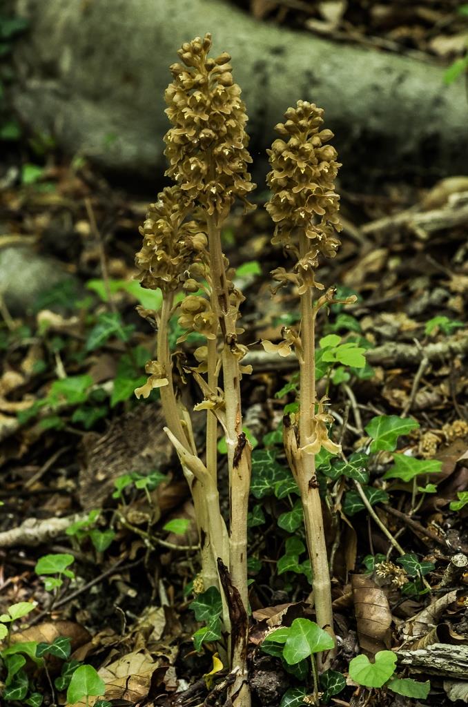 Birds nest orchid Credit: Ian Capper