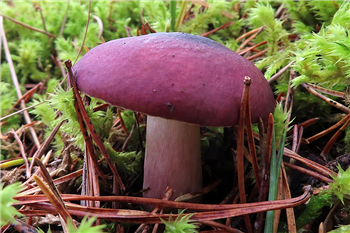 Russula A Ranger Writes credit Anne Burgess (geograph.org.uk)