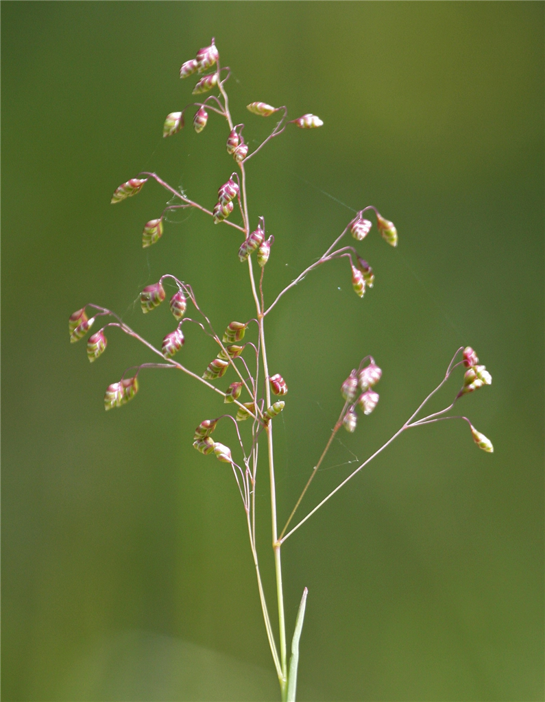 Quaking grass