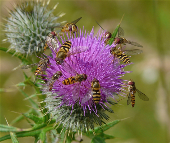 assorted AM hoverflies