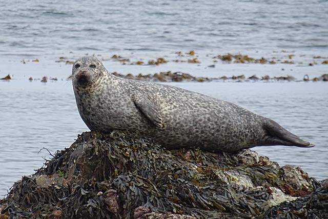 Common seal cr Anne Burgess