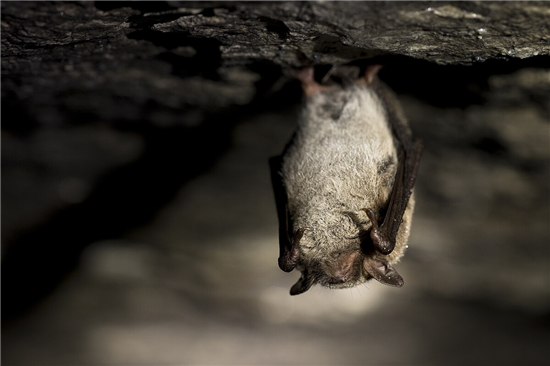 hibernating Daubenton’s bat credit Lennart Lennuk