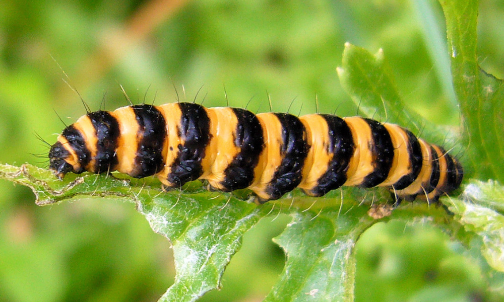 Cinnabar catepillar