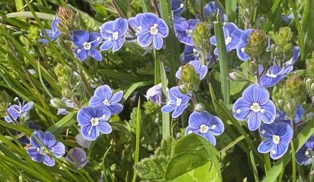 forget me not
