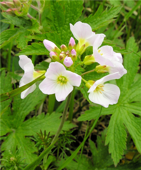 cuckoo flower
