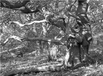 sweet chestnut