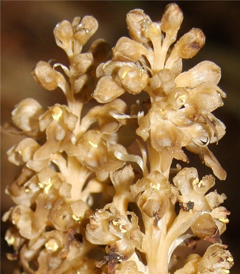 Birds nest orchid close-up