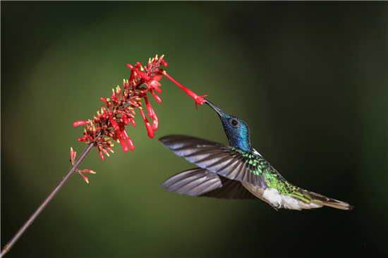 hummingbird