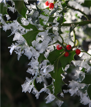 Holly icy leaves Ranger Writes December 2025