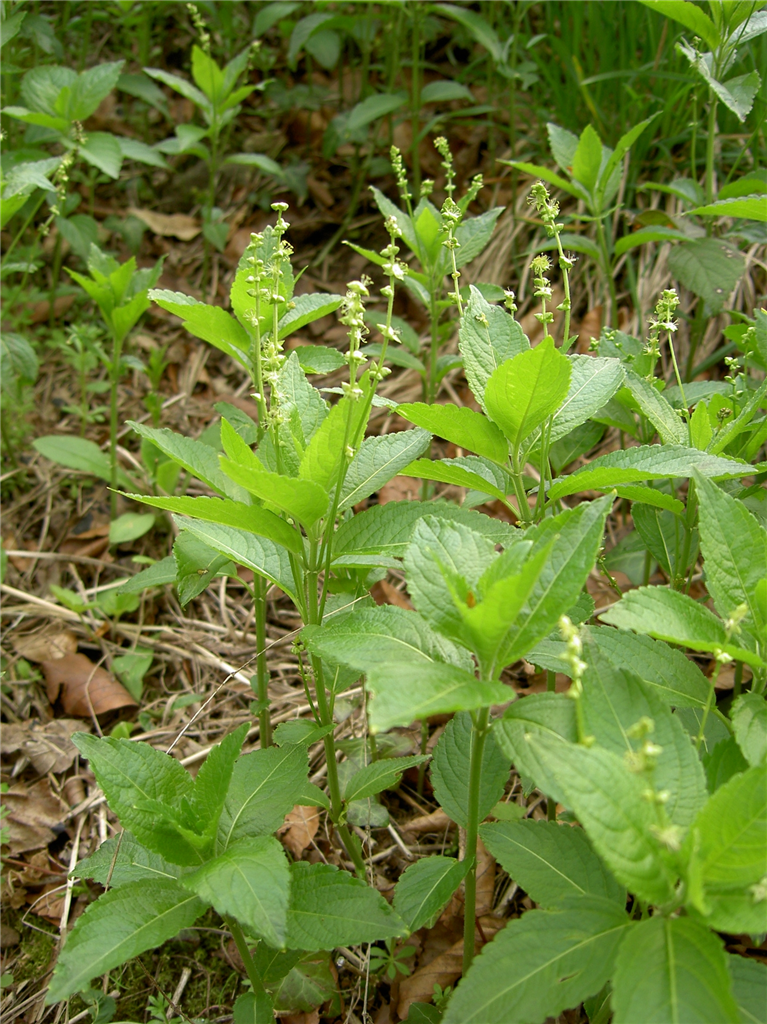 Dog\'s mercury
