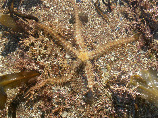 Brittle star