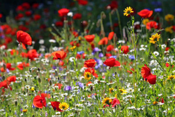 wildflowers