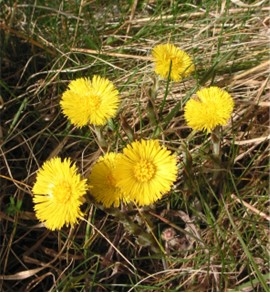 Coltsfoot