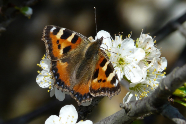 Butterfly on blackthorn