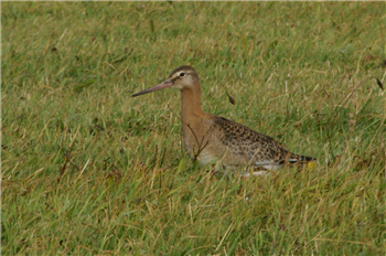 Blackwit Mike Pennington