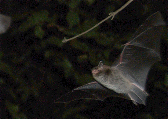Daubenton’s bat in flight credit Guido Gerding