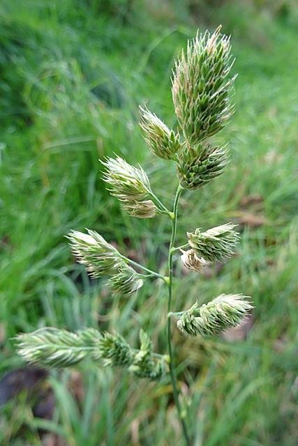Cock\'s foot grass cr/Anne Burgess