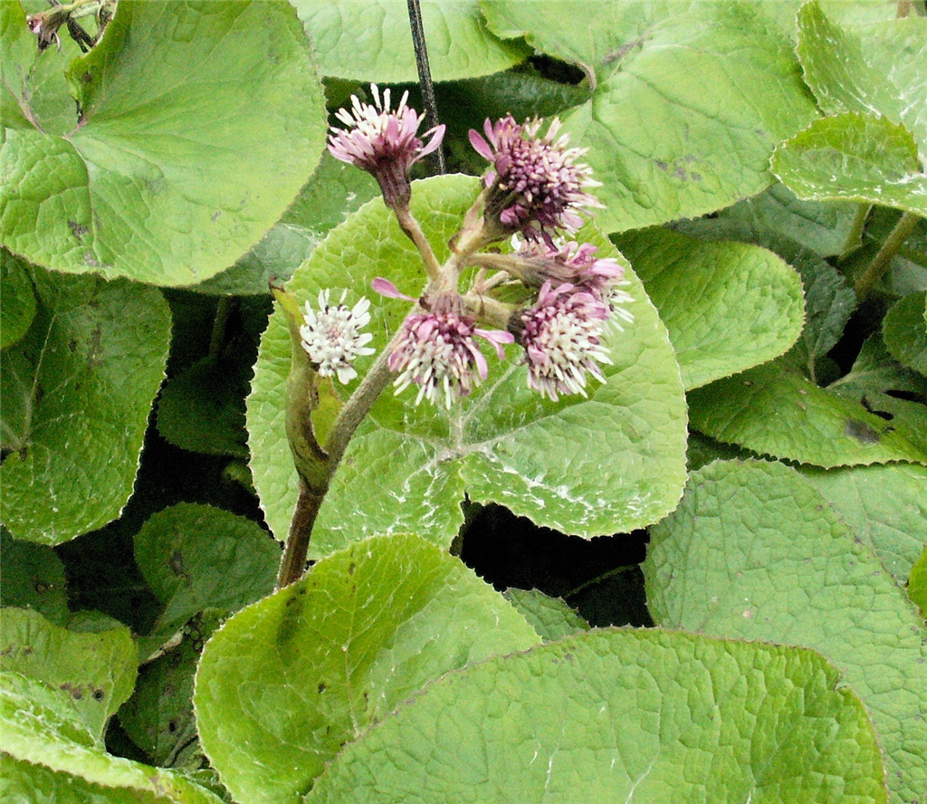 Winter Heliotrope