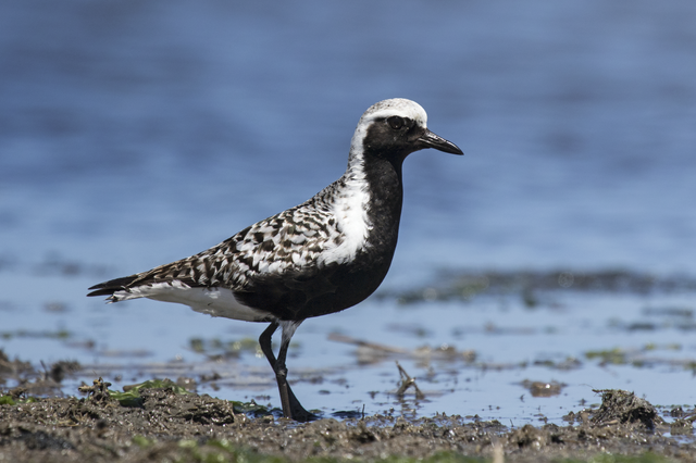 Summer plumage grey plover (credit C. Homler &ndash; wiki)
