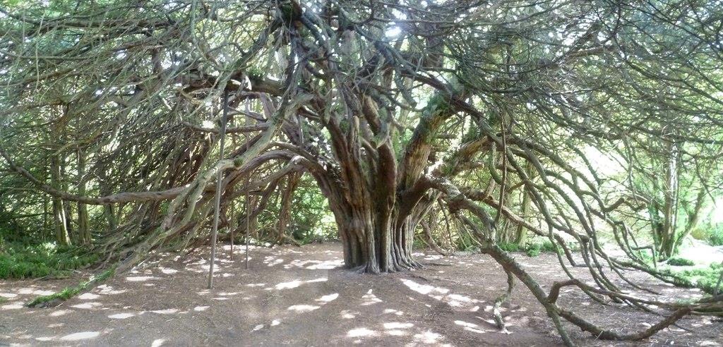 Ormiston yew tree cr. Kim Traynor