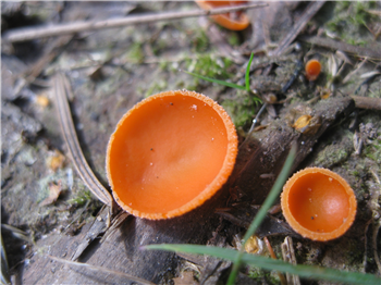 Orange Cup Fungus A Ranger Writes