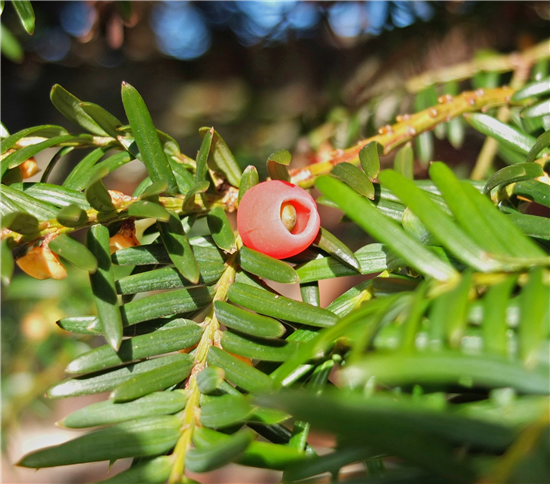 Yew aril and leaves