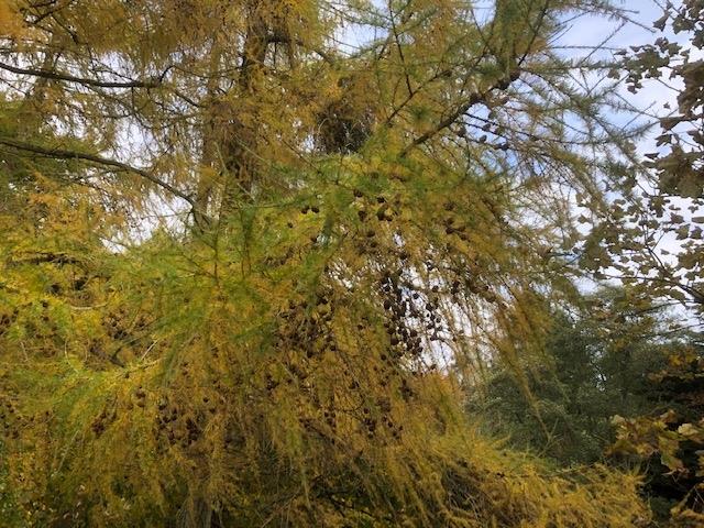 Ranger Writes: Larch in autumn October 2026