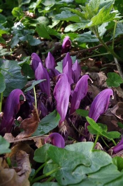 Purple toothwort credit Glyn Baker
