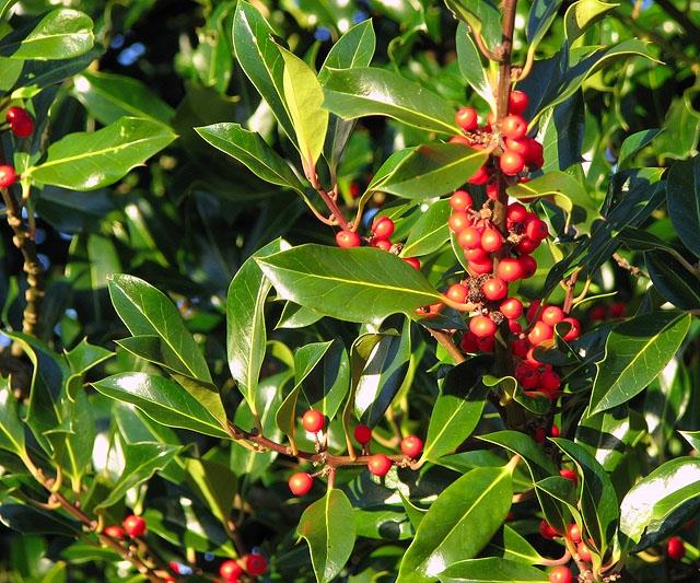 Holly berries Ranger Writes Dec 25 credit Evelyn Simak