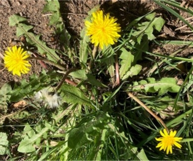 Dandelion